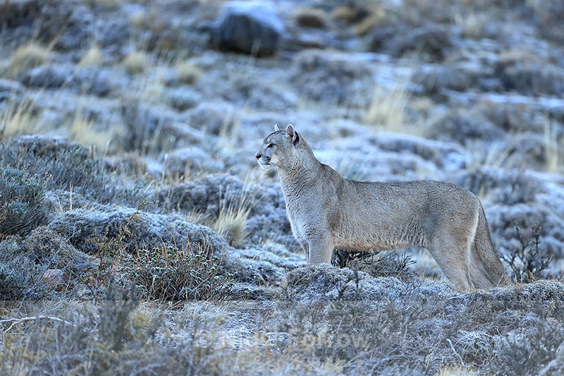 Young male Puma, frosty ground, Torres del Paine, Chile - Puma