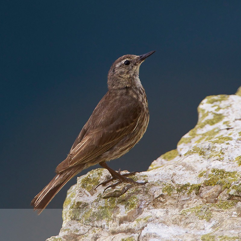 Rock Pipit on a cliff ledge at Durlston - Rock Pipit