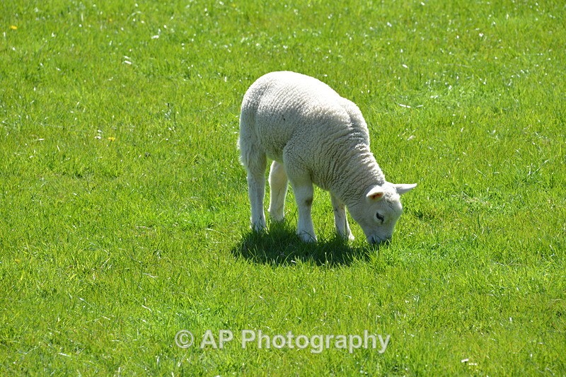 ACP_4199 - Sheep
