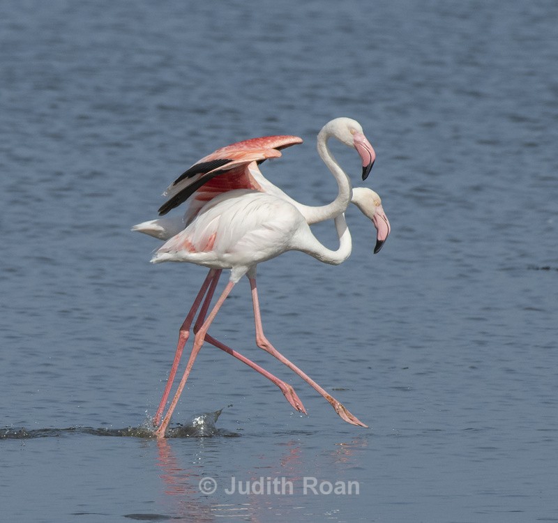 Greater Flamingo pair - Namibia 2022