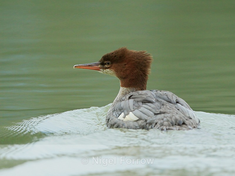 Common Merganser (immature), Mud Creek, Canada - Common Merganser