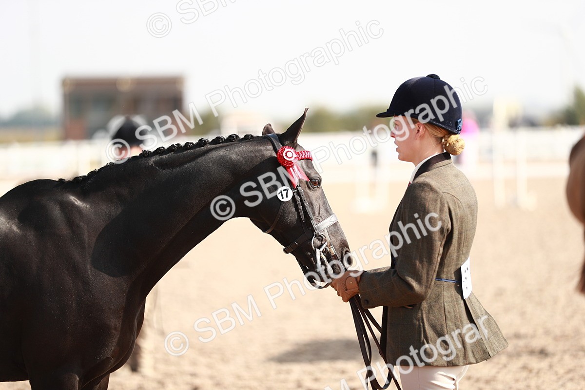 SBM_11076 - Class 205 IH Show Pony/ Show Hunter Pony
