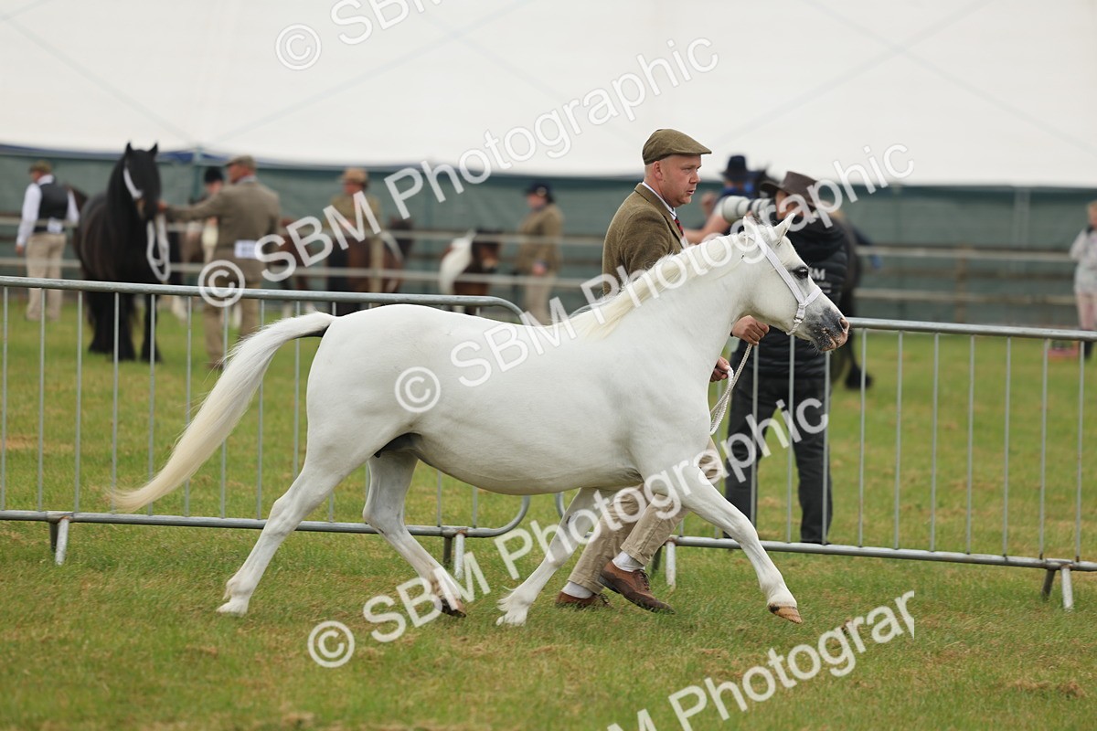 SBM_01651 - Class 50-57 - M&M Welsh Pony In Hand