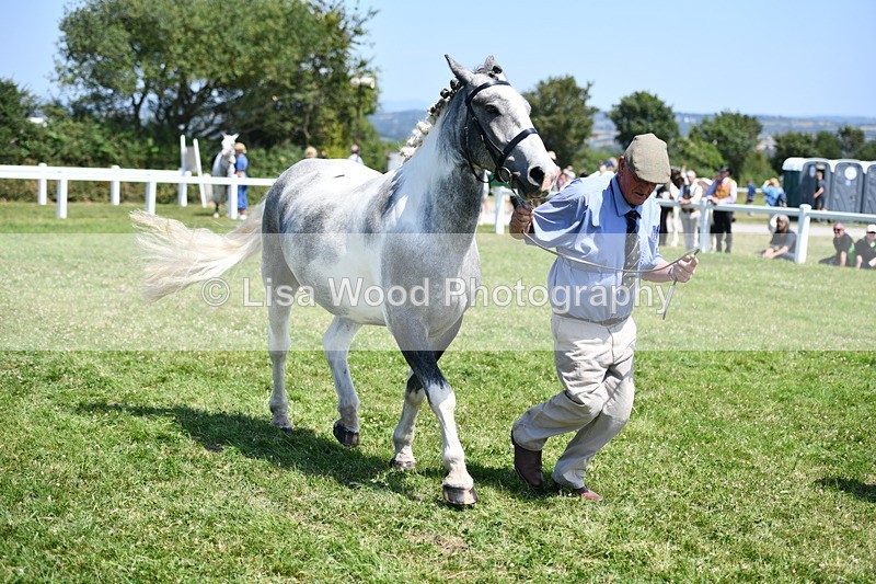 DSC_7549 - Class 63: Coloured Horse Youngstock