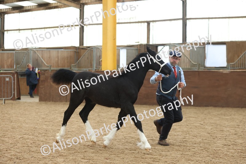 20251109-0797 - Class 24 - Foals