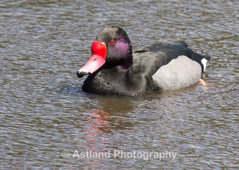 Astland Photography, Bird and Wildlife Images, Susan and Peter Wilson, U.K.