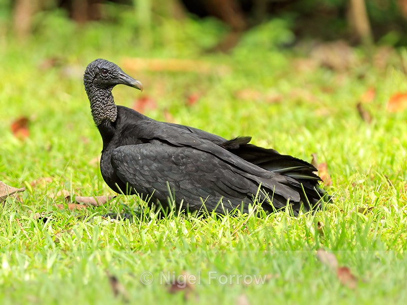 Black Vulture sitting on ground, Costa Rica - American Black Vulture