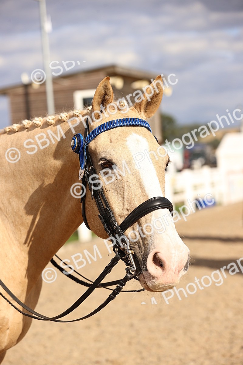 SBM_18223 - Class 423 - Equitation (best rider) Adult