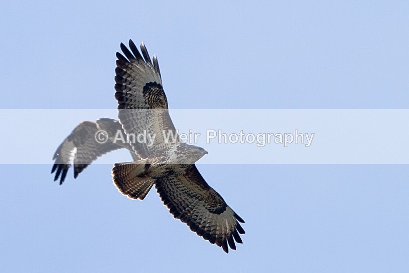 20120325-_MG_9978 - Raptors