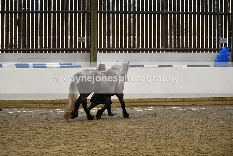 WJ5_5678 - Morning in hand Championship