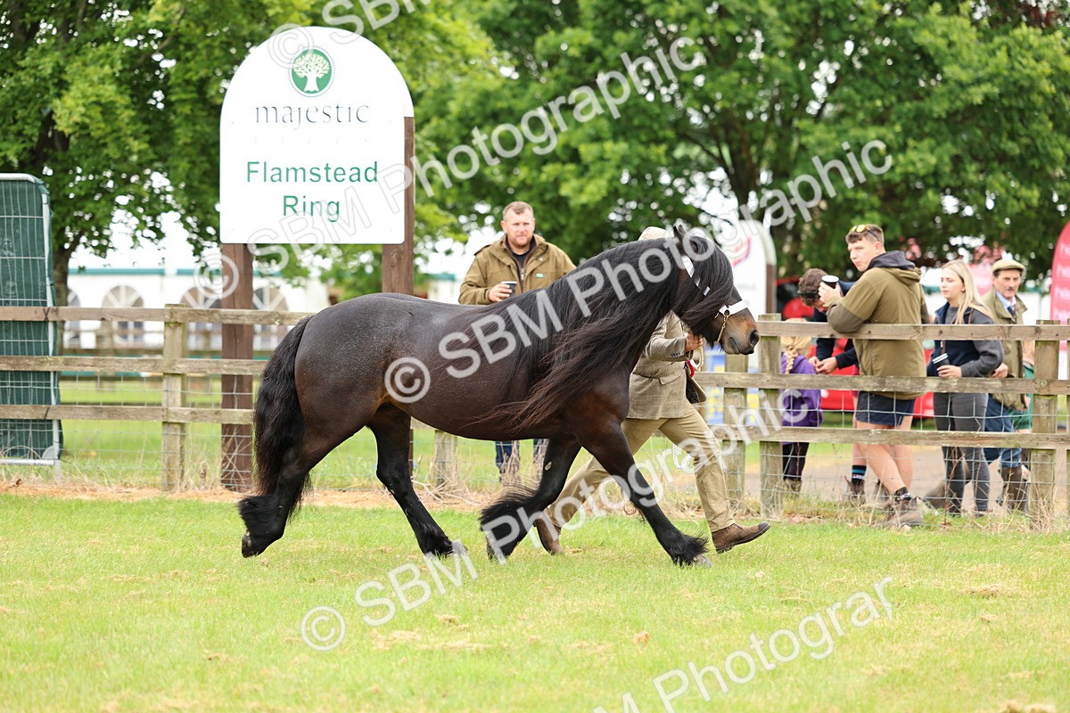 SBM_00580 - Class 58-67 - M&M Non Welsh Pony In hand