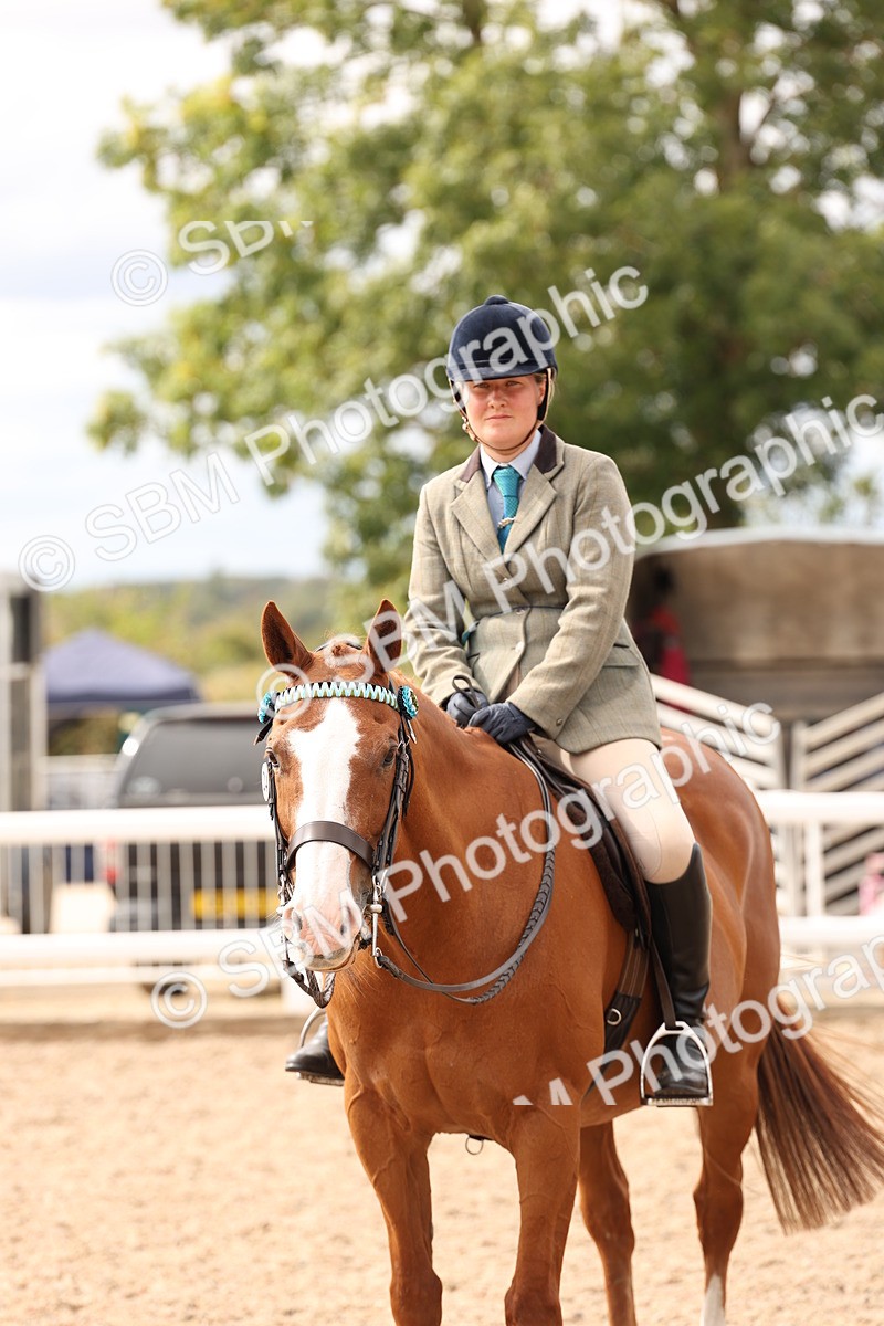 SBM_17373 - Class 214 - Ridden Hack Riding Horse