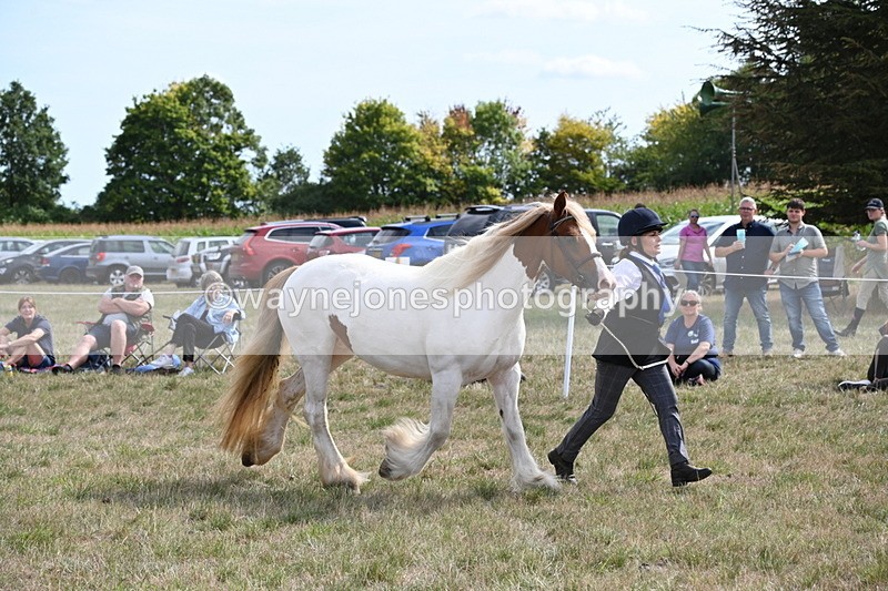 WJ6_6567 - Class 20 In-hand Cob