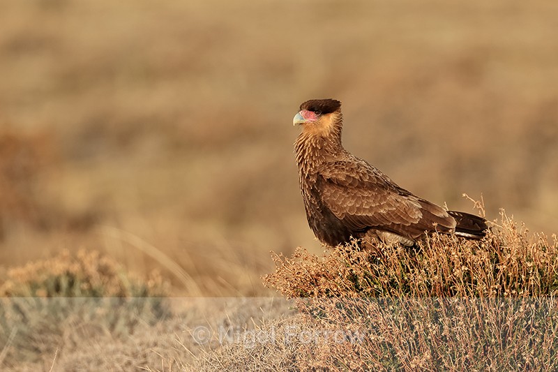 Crested Caracara, Torres del Paine, Chile - Crested Caracara