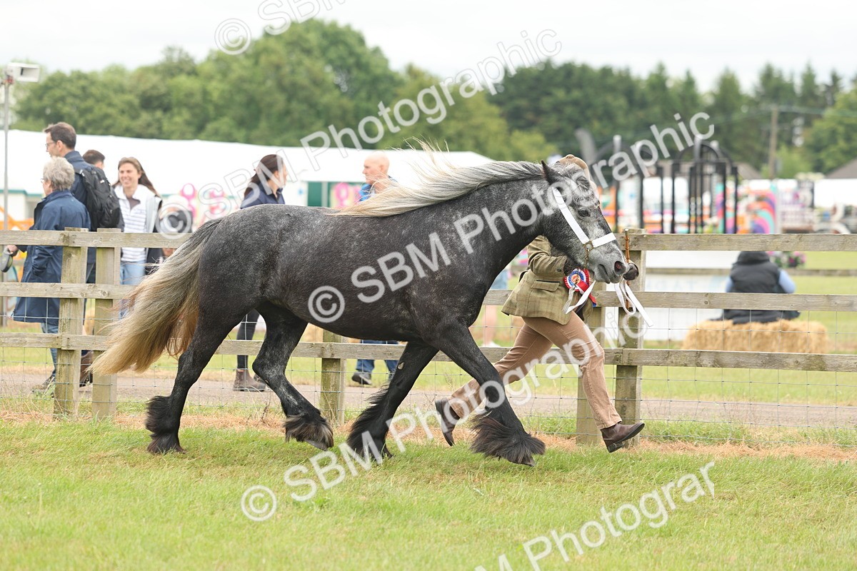SBM_05056 - Class 50-57 - M&M Welsh Pony In Hand