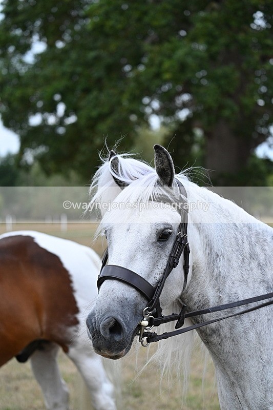 WJ7_5377 - Class 12 Ridden Cob