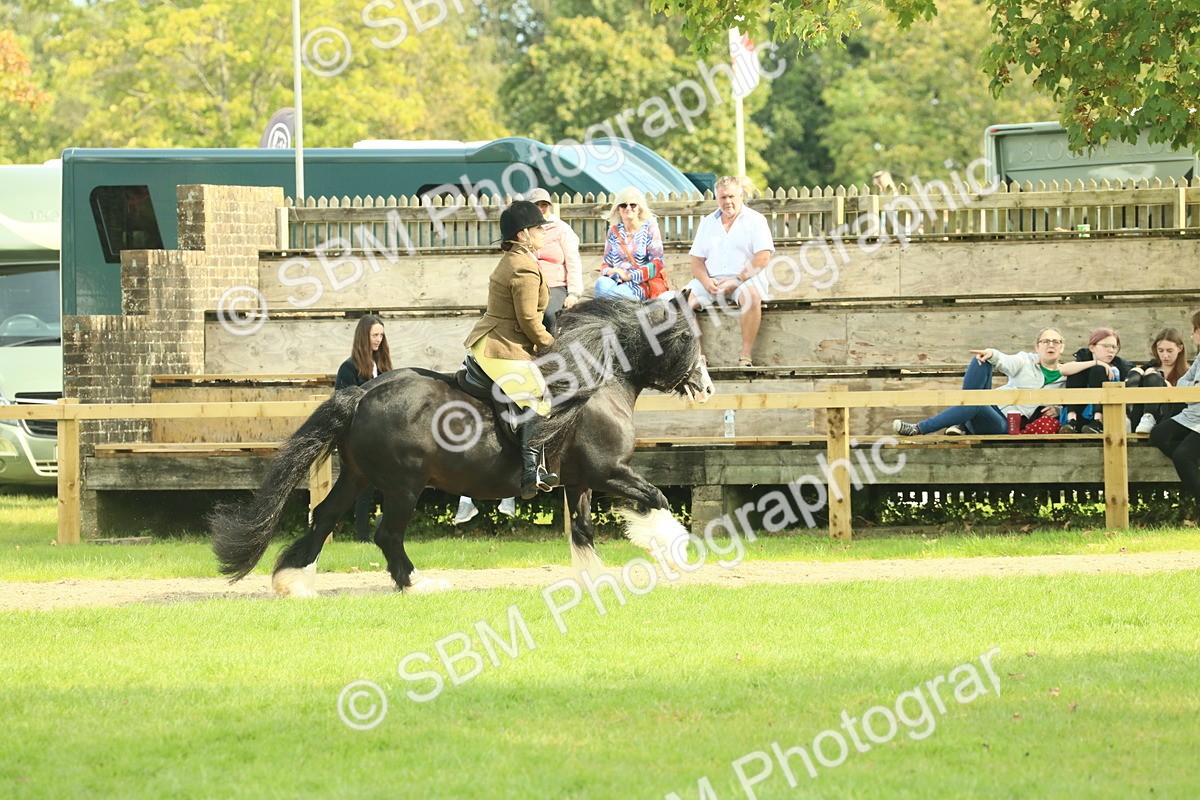 SBM_66627 - S34 - Rehabilitated Rescue Horse & Pony In Hand & Ridden