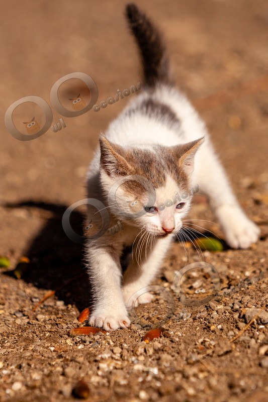 Cat domestic-2429 - Pet Photography