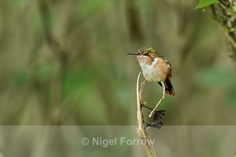 Female Scintillant Hummingbird perched, Boquete, Panama - Scintillant Hummingbird