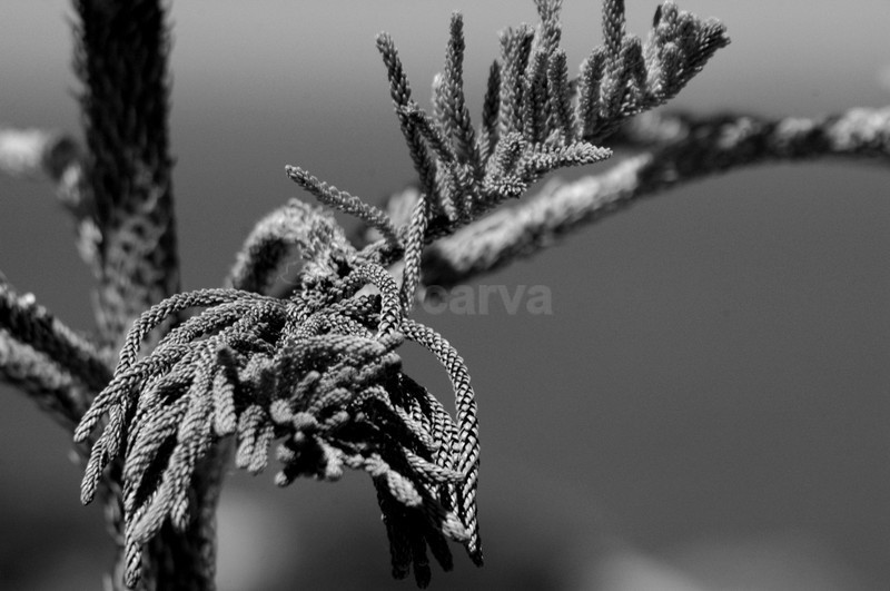 pine - B&W01