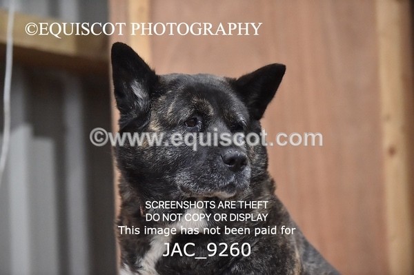 JAC_9260 - CLASS 5 - ARENA EVENTING BE 80CM