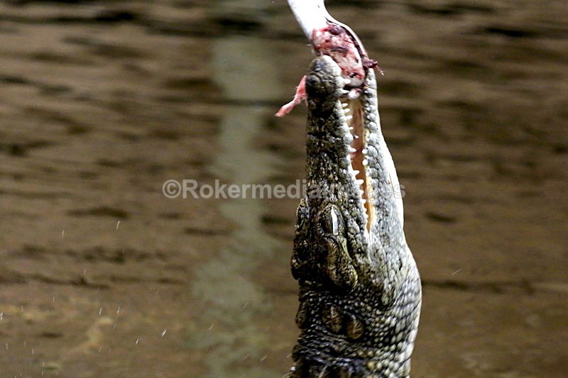  - Wildlife