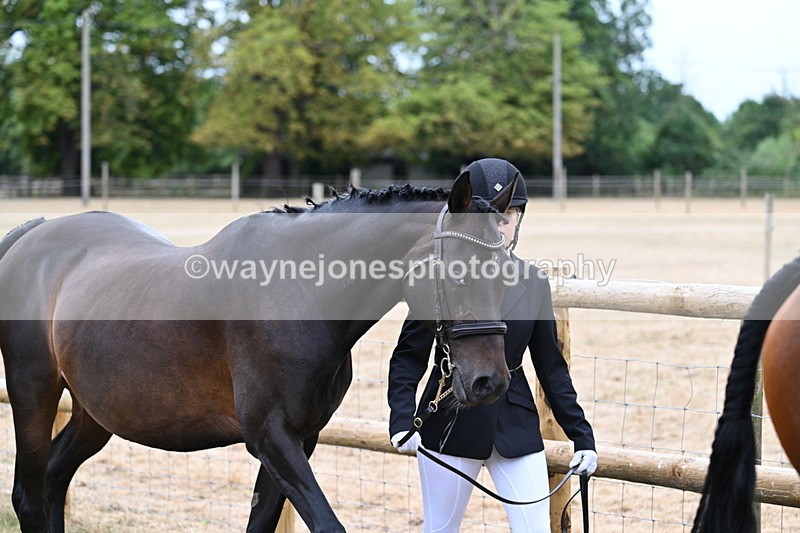 WJ7_9093 - Class 4a Prettiest Mare 14.2hh and over