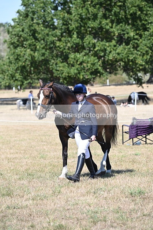 WJ6_8640 - Class 37b Best Loan Pony In-hand