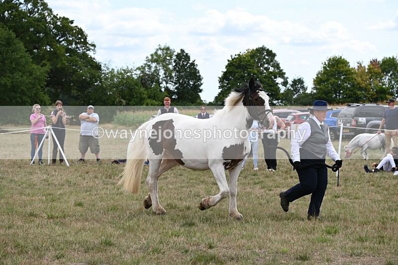 WJ6_5574 - Class 18 In-hand Coloured