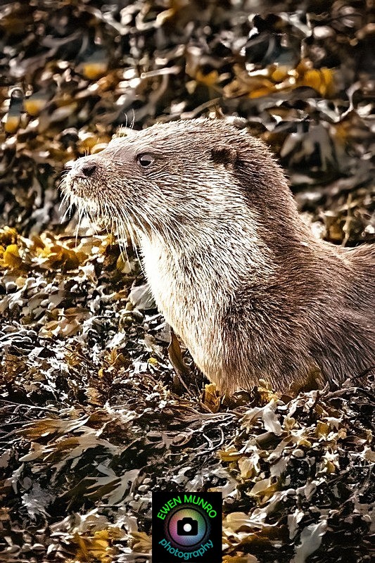 DO-23-Oban Bay, Argyll - 'DRATSIE' (AKA Otters)