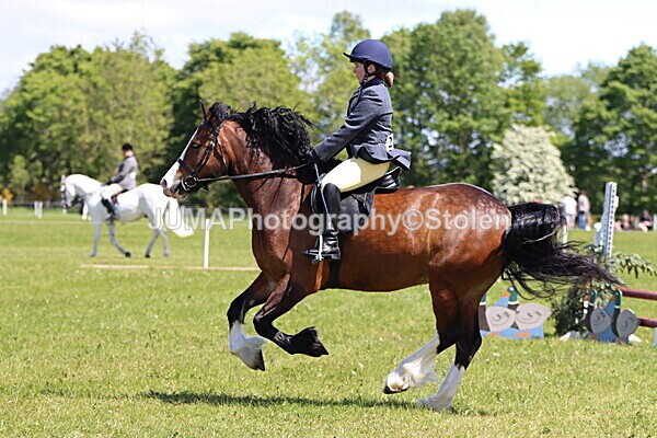 IMG_3555 - Working Hunter