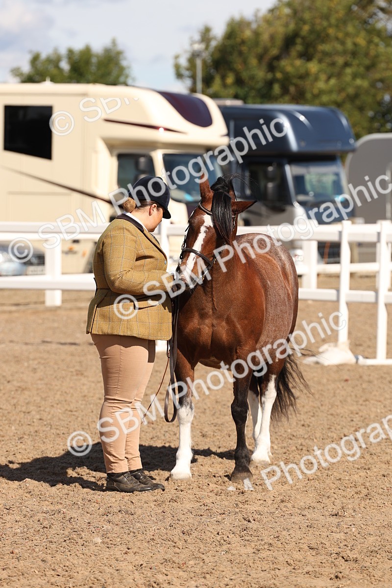 SBM_13939 - Class 205 - IH Show Pony - Show Hunter Pony