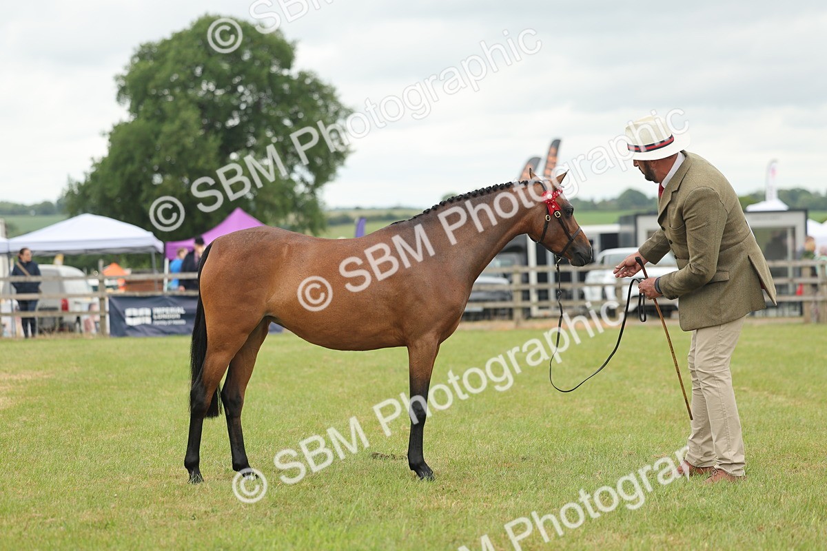 SBM_05438 - Class 68-73 - Riding Pony Breeding