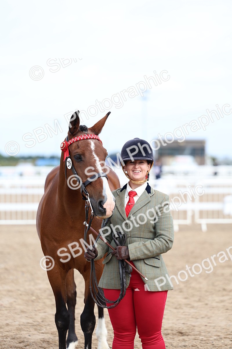 SBM_01842 - Class 18 - Handsomest Gelding - IH or Ridden