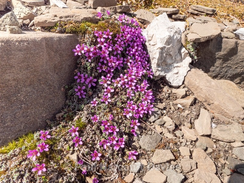 Purple saxifrage (Saxifraga oppositifolia) also  purple mountain saxifrage - Flowers in the Landscape