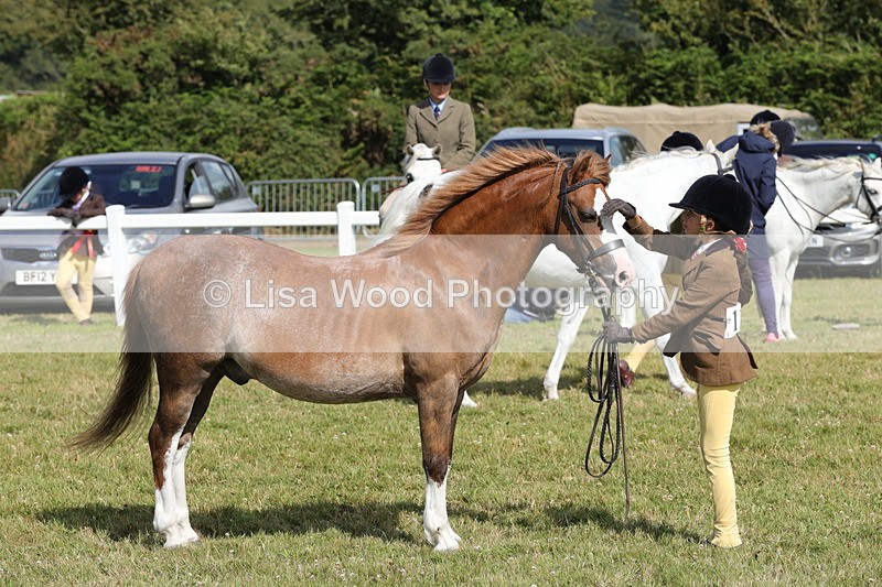 1X9A5812 - Class 40: NPS Welsh A & B