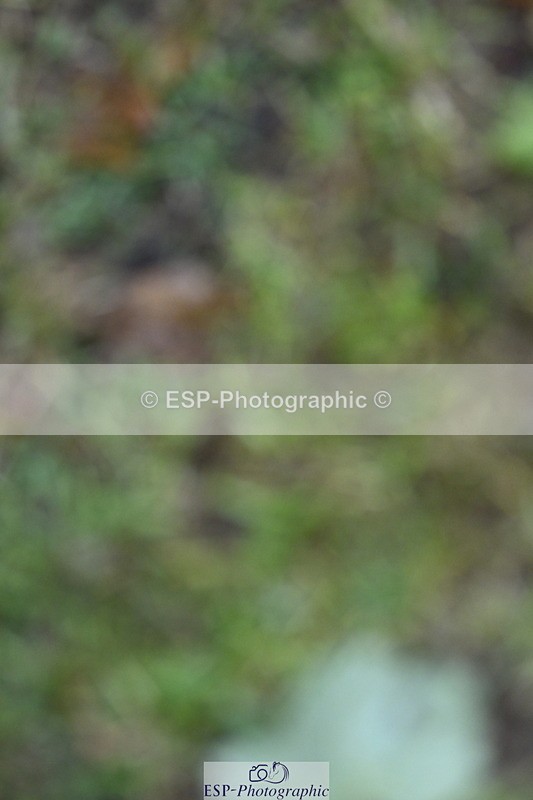 250831A-133808-10542 - Cls 37 Snr 1.35m Grand Prix