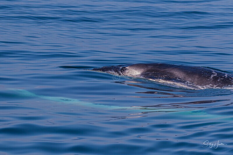 0A3A7746 Baby Eye - Humpback Whales