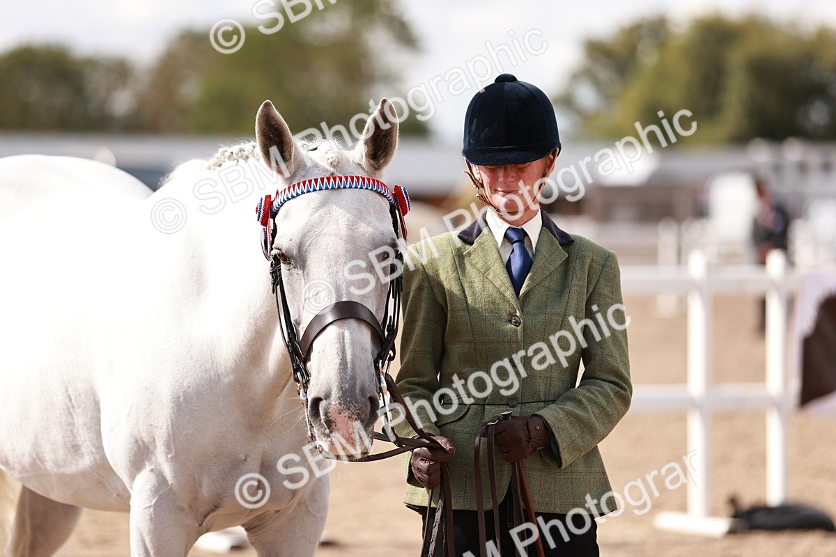 SBM_14223 - Class 407 - IH Hack Riding Horse