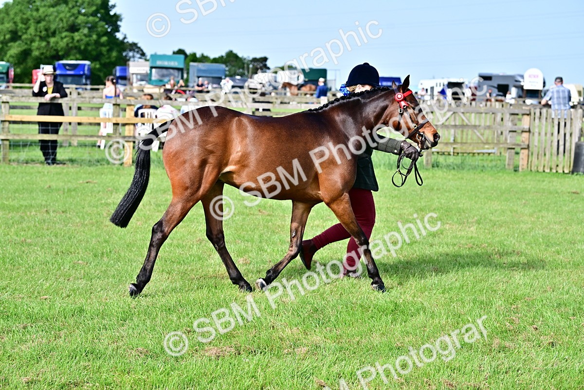 SBM_00960 - Class 46-49 - Arab and Part Bed-Anglo Arab In Hand