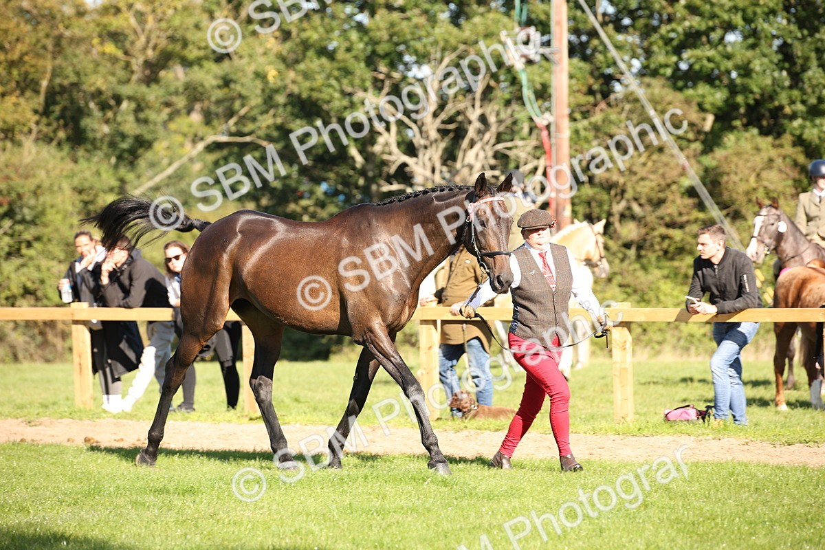 SBM_36580 - S10 - Best In Hand Horse & Pony