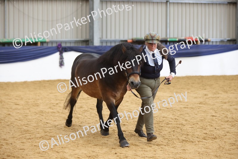 20260913-1758 - Class 117 - Stallion 4years and over