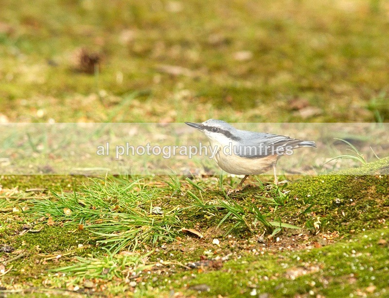 Nut Hatch - Eskrigg Nature Reserve Lockerbie
