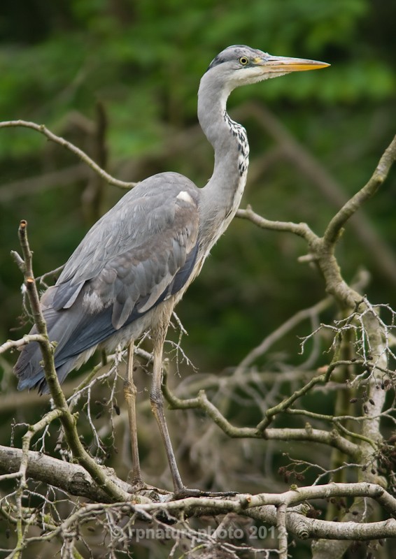 Juvenile Grey Heron - Ardea cinerea RPNP0072 - Birds