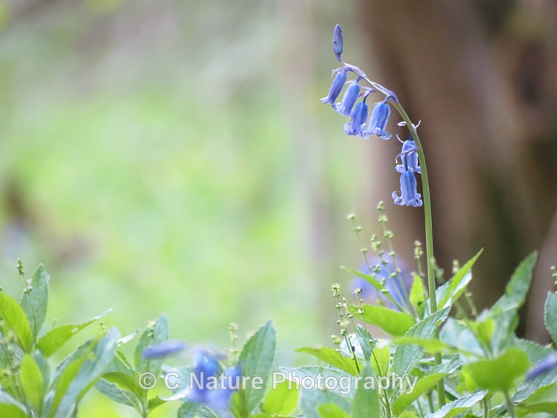 Lonely Bluebell - Plants