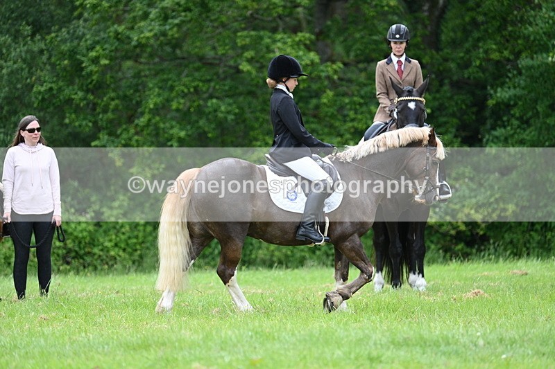 WJ7_4189 - Class 14A Handsome Gelding