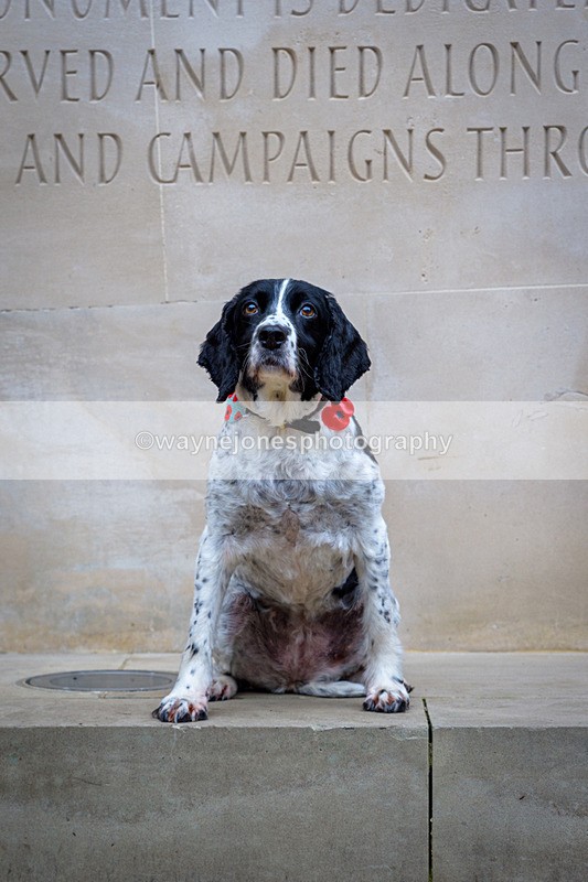 NGP_8105 - 2024 Animals in War Remembrance Gathering