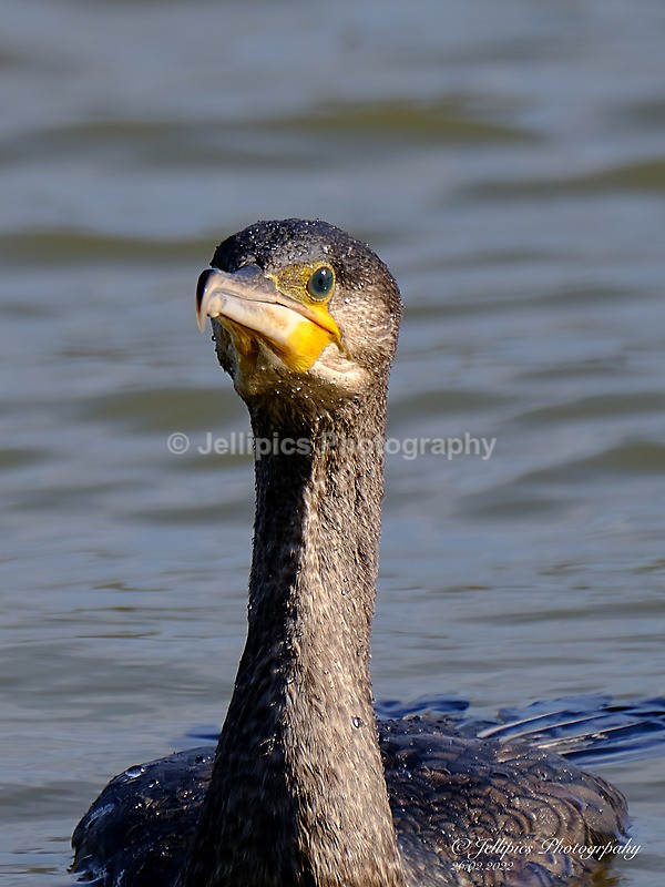  - Wildlife and Nature