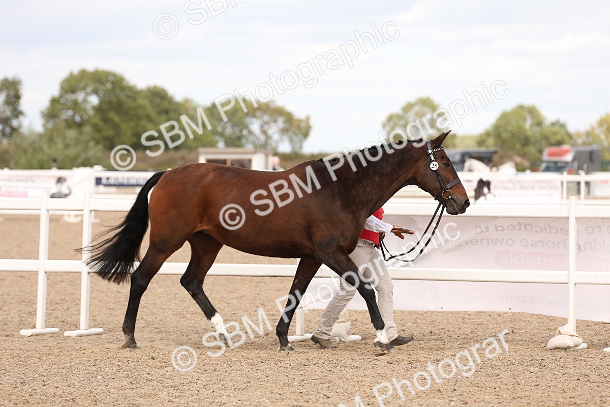 SBM_15419 - Class 210- IH Show Horse