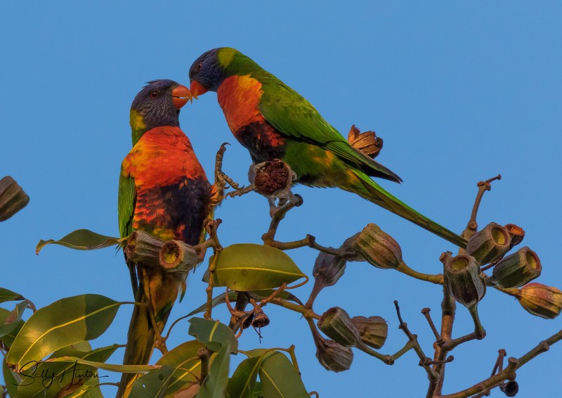 Lorikeet Love 1